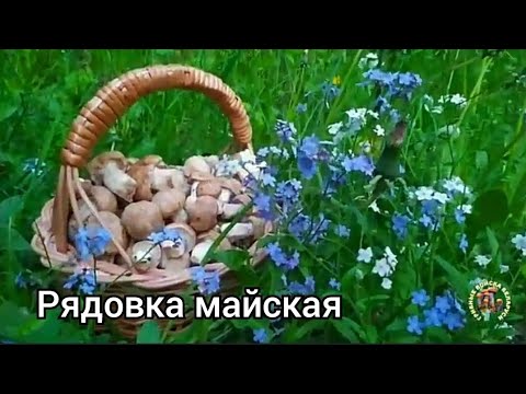 Видео: Рядовка майская. Пора...