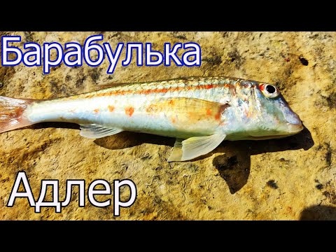 Видео: Рыбалка с Пирса, Чёрное Море, Адлер, Глубина 2,2м. Ловля БАРАБУЛЬКИ на поплавок. Подводная съёмка