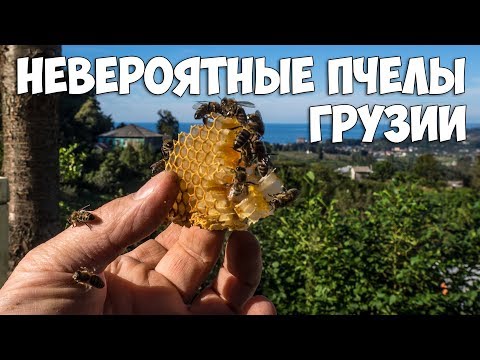 Видео: ГРУЗИЯ. ПЧЁЛЫ И МЁД