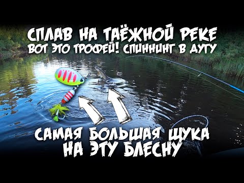Видео: Вот это трофей / Спиннинг в дугу / Самая большая щука на эту блесну / Сплав по таёжной реке