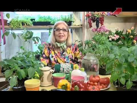 Видео: Лучки пучки.  Серия 246.  Рассада.