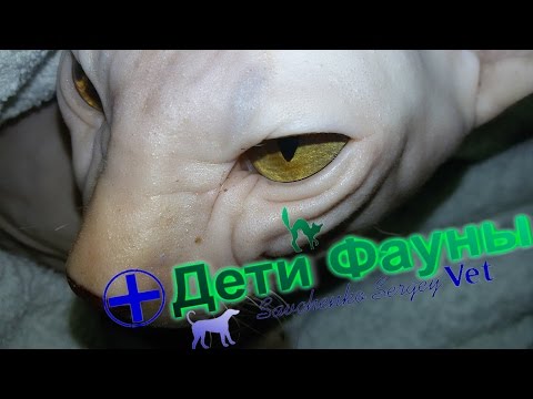 Видео: Донской сфинкс. История болезни/калицивироз