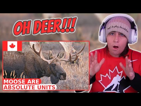 Видео: Лоси — абсолютные единицы | Australian Reacts | AussieTash
