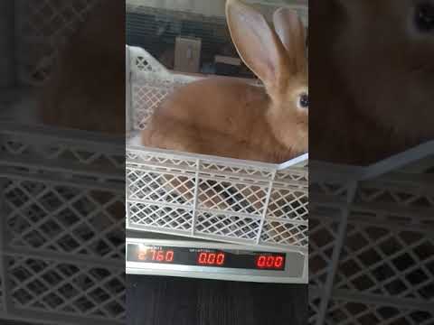 Видео: Бургундцы,взвешиваем молодняк