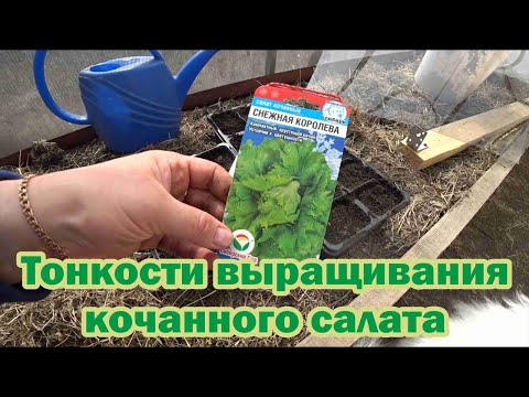Видео: Посев кочанного салата. Тонкости выращивания