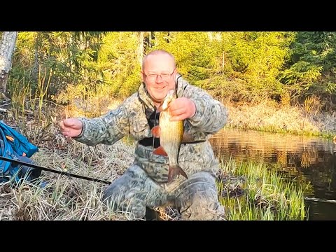 Видео: Рыбалка в Карелии. Окунь, язь, плотва в маленьком ручье.