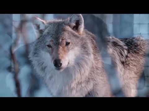 Видео: Из рук ты Волка угощала... Глэдис - Андрей Шилин (Одинокий волк), читает Дмитрий Днепровский