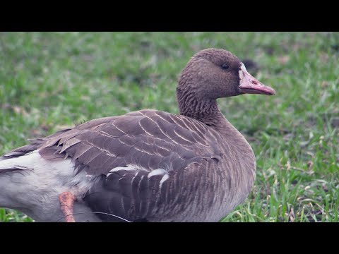 Видео: Охота на гусей с подсадными гусями