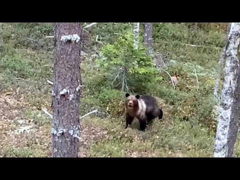 Видео: Редчайшая встреча с медведями.