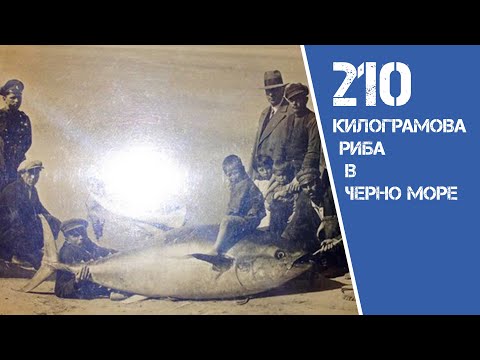 Видео: ИСТОРИЯ ЗА 210 КИЛОГРАМОВА РИБА ТОН В ЧЕРНО МОРЕ