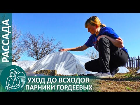 Видео: Выращивание рассады 🌿 Всё об уходе до всходов по технологии Гордеевых