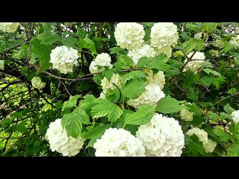 Видео: Не строю планов, просто живу в моменте