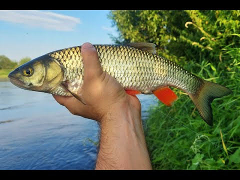 Видео: Ловлю голавлей в жару на корочку хлеба