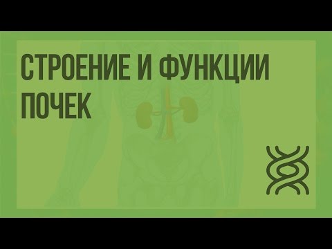 Видео: Строение и функции почек. Видеоурок по биологии 8 класс