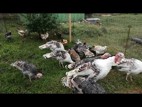 Видео: 29 октября 2020 г.МИР В ДУШЕ И ВАМ НИЧЕГО НЕ СТРАШНО!ПАСУ ИНДЮКОВ И КУР!