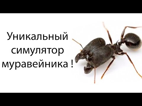 Видео: Уникальный симулятор муравейника ! ( Empires of the Undergrowth )