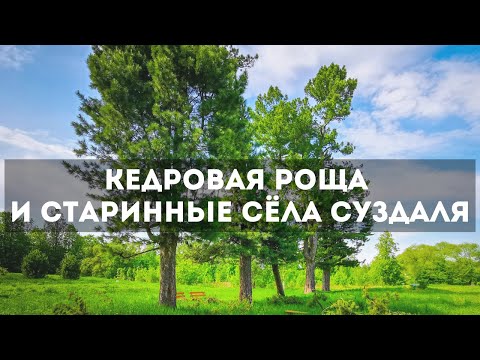 Видео: Кедровая роща под Суздалем и старинные сёла