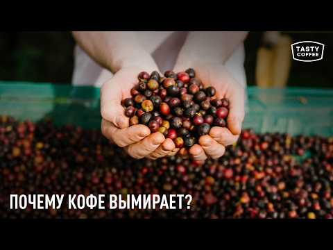 Видео: Арабика может исчезнуть / Как остановить этот процесс?