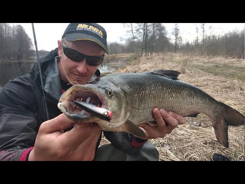 Видео: Ловля ЖЕРЕХА весной НА РЕКЕ приманки, проводки и тактика