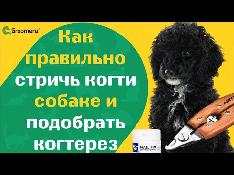 Видео: Как правильно стричь когти собаке и подобрать когтерез | обзор и демонстрация ARTERO (Испания)