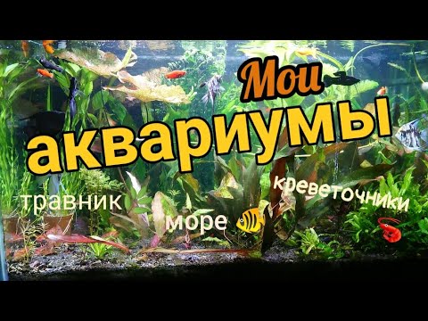 Видео: Обзор моих аквариумов / что нового