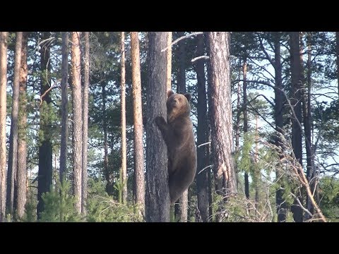 Видео: Внезапная встреча с Медведицей и тремя Медвежатами. Лето 2019.