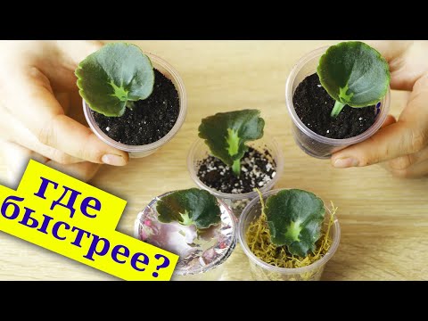Видео: ГДЕ БЫСТРЕЕ УКОРЕНИТСЯ ФИАЛКА? Самый  ПОДРОБНЫЙ эксперимент