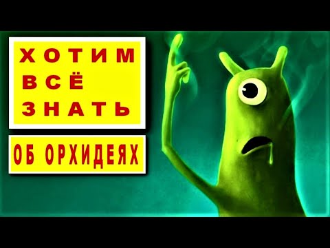 Видео: ВОДОРОСЛИ/ЦИАНОБАКТЕРИИ И ПОЧВЕННЫЕ ГРИБЫ В ОРХИДЕЯХ! УХОД ЗА ОРХИДЕЯМИ В ВОПРОСАХ И ОТВЕТАХ!