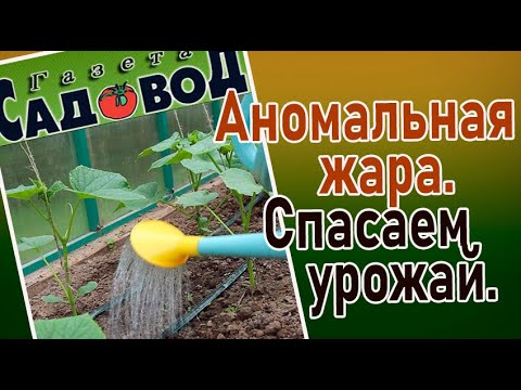 Видео: АНОМАЛЬНАЯ ЖАРА. СПАСАЕМ УРОЖАЙ.
