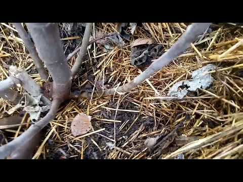Видео: Обрезка кустов инжира разного возраста. Черенки Браун турке в продаже.