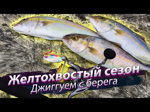 Видео: Восточно-Китайское море 东海. Лакедра (紅甘). Береговая морская рыбалка. 2018/10