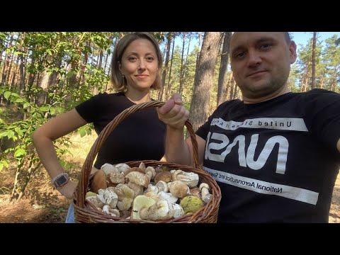Видео: Пошло дело! Белые грибы