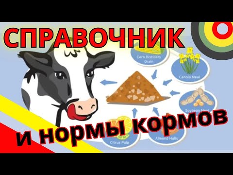 Видео: Сколько энергии и протеина в моих кормах?