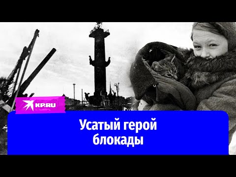 Видео: Кот Макс пережил блокаду Ленинграда