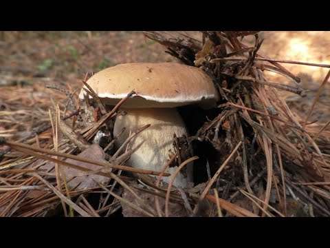 Видео: Собираем БЕЛЫЕ ГРИБЫ в СОСНОВОМ БОРУ! Сентябрьские грибы!