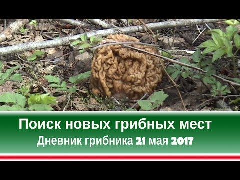 Видео: Поиск новых грибных мест. Дневник грибника 21 мая 2017 г.
