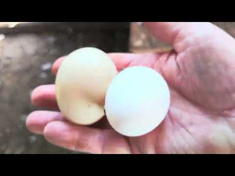 Видео: Утята # переселение#дела домашние.... #уточки