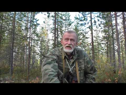 Видео: Сентябрь.  Север.  В лесу.  Немного о медведях.  11. 09. 25.