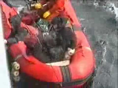 Видео: пскр дунай.камчатка