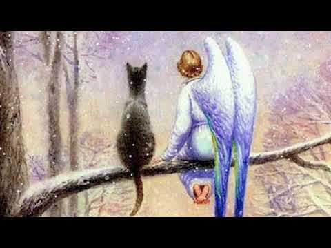 Видео: Сказка. Кот и Ангел. Автор: Людмила Соснина. Иллюстрация: Владимир Румянцев. Читает: Павел Ивлюшкин.