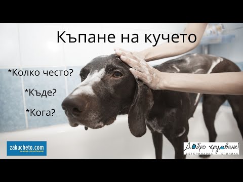 Видео: Къпане на кучето видео - Zakucheto.com