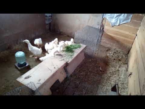 Видео: Сравниваем уток и гусей .