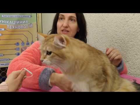 Видео: Сибирская кошка: рассказ владелицы питомника