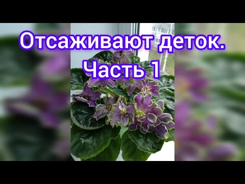 Видео: ФИАЛКИ./ Рассказываю как я отсаживаю деток от материнского листа. ЧАСТЬ 1.