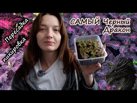 Видео: Будни цветовода. Пикировка Колеусов Черный дракон, подсадка черенков традесканции, посев новых семян