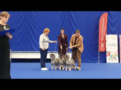 Видео: 02.09.2023, СПб. "Кеннел-Клуб СПб". Рейтинговая выставка собак всех пород "БЕЛЫЕ НОЧИ-2023"