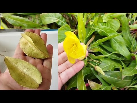 Видео: Новинки 🌿🌺 Пересадки 🌱 Цветочные новости 💚 26 октября 2025