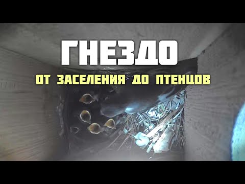 Видео: Гнездо от заселения до птенцов