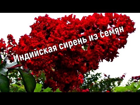 Видео: Лагерстремия - Индийская сирень посев семян в январе. Часть 1