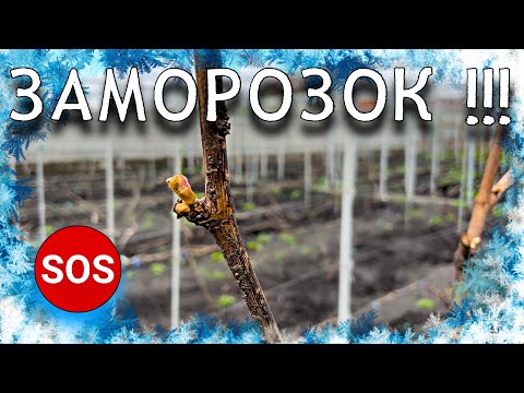 Видео: ЗАМОРОЗКИ!!! Способи боротьби з заморозками : кріопротектори, укриття, дощування, димлення
